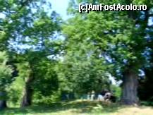 [P08] Stejarii seculari ce stau marturie legendei » foto by mario 110
 - 
<span class="allrVoted glyphicon glyphicon-heart hidden" id="av47296"></span>
<a class="m-l-10 hidden" id="sv47296" onclick="voting_Foto_DelVot(,47296,9645)" role="button">șterge vot <span class="glyphicon glyphicon-remove"></span></a>
<a id="v947296" class=" c-red"  onclick="voting_Foto_SetVot(47296)" role="button"><span class="glyphicon glyphicon-heart-empty"></span> <b>LIKE</b> = Votează poza</a> <img class="hidden"  id="f47296W9" src="/imagini/loader.gif" border="0" /><span class="AjErrMes hidden" id="e47296ErM"></span>
