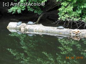 [P19] La gurile râului Ropotamo - Din nou broaște țestoase. Multe broaște țestoase.  » foto by iulianic
 - 
<span class="allrVoted glyphicon glyphicon-heart hidden" id="av975847"></span>
<a class="m-l-10 hidden" id="sv975847" onclick="voting_Foto_DelVot(,975847,9723)" role="button">șterge vot <span class="glyphicon glyphicon-remove"></span></a>
<a id="v9975847" class=" c-red"  onclick="voting_Foto_SetVot(975847)" role="button"><span class="glyphicon glyphicon-heart-empty"></span> <b>LIKE</b> = Votează poza</a> <img class="hidden"  id="f975847W9" src="/imagini/loader.gif" border="0" /><span class="AjErrMes hidden" id="e975847ErM"></span>