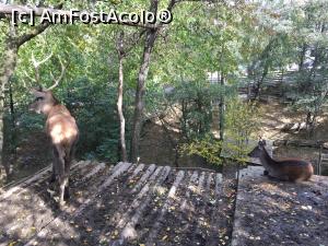 [P17] zoo la vila bran » foto by julyalina
 - 
<span class="allrVoted glyphicon glyphicon-heart hidden" id="av813175"></span>
<a class="m-l-10 hidden" id="sv813175" onclick="voting_Foto_DelVot(,813175,9838)" role="button">șterge vot <span class="glyphicon glyphicon-remove"></span></a>
<a id="v9813175" class=" c-red"  onclick="voting_Foto_SetVot(813175)" role="button"><span class="glyphicon glyphicon-heart-empty"></span> <b>LIKE</b> = Votează poza</a> <img class="hidden"  id="f813175W9" src="/imagini/loader.gif" border="0" /><span class="AjErrMes hidden" id="e813175ErM"></span>