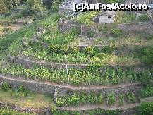 [P24] Culturi de vita -de -vie in Corniglia » foto by georgiana
 - 
<span class="allrVoted glyphicon glyphicon-heart hidden" id="av244389"></span>
<a class="m-l-10 hidden" id="sv244389" onclick="voting_Foto_DelVot(,244389,9916)" role="button">șterge vot <span class="glyphicon glyphicon-remove"></span></a>
<a id="v9244389" class=" c-red"  onclick="voting_Foto_SetVot(244389)" role="button"><span class="glyphicon glyphicon-heart-empty"></span> <b>LIKE</b> = Votează poza</a> <img class="hidden"  id="f244389W9" src="/imagini/loader.gif" border="0" /><span class="AjErrMes hidden" id="e244389ErM"></span>