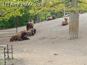 [P13] Stockholm, Skansen, Zona animalelor nordice – pădurea sălbatică » foto by mprofeanu
 - 
<span class="allrVoted glyphicon glyphicon-heart hidden" id="av1516486"></span>
<a class="m-l-10 hidden" id="sv1516486" onclick="voting_Foto_DelVot(,1516486,9962)" role="button">șterge vot <span class="glyphicon glyphicon-remove"></span></a>
<a id="v91516486" class=" c-red"  onclick="voting_Foto_SetVot(1516486)" role="button"><span class="glyphicon glyphicon-heart-empty"></span> <b>LIKE</b> = Votează poza</a> <img class="hidden"  id="f1516486W9" src="/imagini/loader.gif" border="0" /><span class="AjErrMes hidden" id="e1516486ErM"></span>