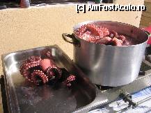 [P13] Octopus !Din pacate,nu era gata ! » foto by johnnyredlabel †
 - 
<span class="allrVoted glyphicon glyphicon-heart hidden" id="av315446"></span>
<a class="m-l-10 hidden" id="sv315446" onclick="voting_Foto_DelVot(,315446,9990)" role="button">șterge vot <span class="glyphicon glyphicon-remove"></span></a>
<a id="v9315446" class=" c-red"  onclick="voting_Foto_SetVot(315446)" role="button"><span class="glyphicon glyphicon-heart-empty"></span> <b>LIKE</b> = Votează poza</a> <img class="hidden"  id="f315446W9" src="/imagini/loader.gif" border="0" /><span class="AjErrMes hidden" id="e315446ErM"></span>