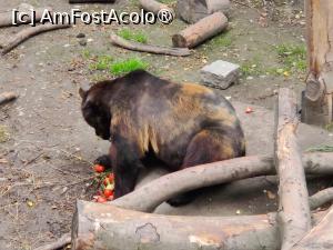 [P31] Castelul Krumlov; șanțul cu urși (zoom) » foto by crismis
 - 
<span class="allrVoted glyphicon glyphicon-heart hidden" id="av1410597"></span>
<a class="m-l-10 hidden" id="sv1410597" onclick="voting_Foto_DelVot(,1410597,10138)" role="button">șterge vot <span class="glyphicon glyphicon-remove"></span></a>
<a id="v91410597" class=" c-red"  onclick="voting_Foto_SetVot(1410597)" role="button"><span class="glyphicon glyphicon-heart-empty"></span> <b>LIKE</b> = Votează poza</a> <img class="hidden"  id="f1410597W9" src="/imagini/loader.gif" border="0" /><span class="AjErrMes hidden" id="e1410597ErM"></span>