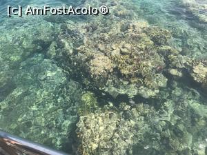 [P12] Marea rosie, parca esti in acvariu cand bagi capul sub apa » foto by atimespeed
 - 
<span class="allrVoted glyphicon glyphicon-heart hidden" id="av911164"></span>
<a class="m-l-10 hidden" id="sv911164" onclick="voting_Foto_DelVot(,911164,10183)" role="button">șterge vot <span class="glyphicon glyphicon-remove"></span></a>
<a id="v9911164" class=" c-red"  onclick="voting_Foto_SetVot(911164)" role="button"><span class="glyphicon glyphicon-heart-empty"></span> <b>LIKE</b> = Votează poza</a> <img class="hidden"  id="f911164W9" src="/imagini/loader.gif" border="0" /><span class="AjErrMes hidden" id="e911164ErM"></span>