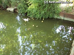 [P09] Ratele sunt la ele acasa in Jardin des Plantes din Toulouse » foto by Carmen Ion
 - 
<span class="allrVoted glyphicon glyphicon-heart hidden" id="av521984"></span>
<a class="m-l-10 hidden" id="sv521984" onclick="voting_Foto_DelVot(,521984,10315)" role="button">șterge vot <span class="glyphicon glyphicon-remove"></span></a>
<a id="v9521984" class=" c-red"  onclick="voting_Foto_SetVot(521984)" role="button"><span class="glyphicon glyphicon-heart-empty"></span> <b>LIKE</b> = Votează poza</a> <img class="hidden"  id="f521984W9" src="/imagini/loader.gif" border="0" /><span class="AjErrMes hidden" id="e521984ErM"></span>