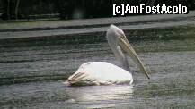 [P04] Si inca un pelican » foto by Nyfi
 - 
<span class="allrVoted glyphicon glyphicon-heart hidden" id="av267849"></span>
<a class="m-l-10 hidden" id="sv267849" onclick="voting_Foto_DelVot(,267849,10435)" role="button">șterge vot <span class="glyphicon glyphicon-remove"></span></a>
<a id="v9267849" class=" c-red"  onclick="voting_Foto_SetVot(267849)" role="button"><span class="glyphicon glyphicon-heart-empty"></span> <b>LIKE</b> = Votează poza</a> <img class="hidden"  id="f267849W9" src="/imagini/loader.gif" border="0" /><span class="AjErrMes hidden" id="e267849ErM"></span>