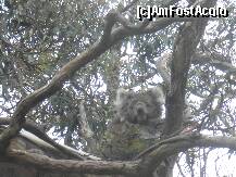 P11 [DEC-2010] un ursulet koala,intr-un eucalipt,de la marginea drumului,care ducea spre Port Campbell am reusit sa-l trezim pt. ai face o poza cu ochii deschisi,am reusit chiar sa-i captez atentia,