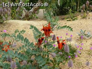 [P24] Western Australia – Perth: Grădina Botanică – “Sturt’s Desert Pea” – emblema florală a statului Australia de Sud » foto by gigiiuti
 - 
<span class="allrVoted glyphicon glyphicon-heart hidden" id="av969288"></span>
<a class="m-l-10 hidden" id="sv969288" onclick="voting_Foto_DelVot(,969288,10590)" role="button">șterge vot <span class="glyphicon glyphicon-remove"></span></a>
<a id="v9969288" class=" c-red"  onclick="voting_Foto_SetVot(969288)" role="button"><span class="glyphicon glyphicon-heart-empty"></span> <b>LIKE</b> = Votează poza</a> <img class="hidden"  id="f969288W9" src="/imagini/loader.gif" border="0" /><span class="AjErrMes hidden" id="e969288ErM"></span>