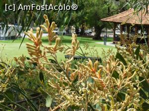 [P25] Western Australia – Perth: Grădina Botanică – “Kangaroo Paw “ = «lăbuța de cangur» - emblema Australiei de Vest » foto by gigiiuti
 - 
<span class="allrVoted glyphicon glyphicon-heart hidden" id="av969290"></span>
<a class="m-l-10 hidden" id="sv969290" onclick="voting_Foto_DelVot(,969290,10590)" role="button">șterge vot <span class="glyphicon glyphicon-remove"></span></a>
<a id="v9969290" class=" c-red"  onclick="voting_Foto_SetVot(969290)" role="button"><span class="glyphicon glyphicon-heart-empty"></span> <b>LIKE</b> = Votează poza</a> <img class="hidden"  id="f969290W9" src="/imagini/loader.gif" border="0" /><span class="AjErrMes hidden" id="e969290ErM"></span>