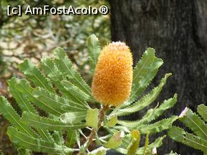 [P26] Western Australia – Perth: Grădina Botanică – tufă de Banksia, cu florile ca un cocean de porumb, de culoarea mierii » foto by gigiiuti
 - 
<span class="allrVoted glyphicon glyphicon-heart hidden" id="av969293"></span>
<a class="m-l-10 hidden" id="sv969293" onclick="voting_Foto_DelVot(,969293,10590)" role="button">șterge vot <span class="glyphicon glyphicon-remove"></span></a>
<a id="v9969293" class=" c-red"  onclick="voting_Foto_SetVot(969293)" role="button"><span class="glyphicon glyphicon-heart-empty"></span> <b>LIKE</b> = Votează poza</a> <img class="hidden"  id="f969293W9" src="/imagini/loader.gif" border="0" /><span class="AjErrMes hidden" id="e969293ErM"></span>