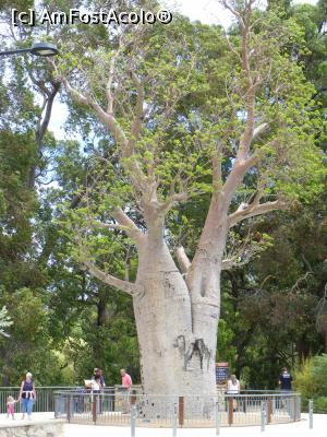 [P27] Western Australia – Perth: Grădina Botanică: boababul Gija Jumulu, strămutat din regiunea Kimberley » foto by gigiiuti
 - 
<span class="allrVoted glyphicon glyphicon-heart hidden" id="av969296"></span>
<a class="m-l-10 hidden" id="sv969296" onclick="voting_Foto_DelVot(,969296,10590)" role="button">șterge vot <span class="glyphicon glyphicon-remove"></span></a>
<a id="v9969296" class=" c-red"  onclick="voting_Foto_SetVot(969296)" role="button"><span class="glyphicon glyphicon-heart-empty"></span> <b>LIKE</b> = Votează poza</a> <img class="hidden"  id="f969296W9" src="/imagini/loader.gif" border="0" /><span class="AjErrMes hidden" id="e969296ErM"></span>