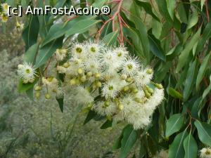 [P29] Western Australia – Perth, Grădina Botanică: Eucalipt cu flori albe-crem (cea mai frecventă culoare)  » foto by gigiiuti
 - 
<span class="allrVoted glyphicon glyphicon-heart hidden" id="av969301"></span>
<a class="m-l-10 hidden" id="sv969301" onclick="voting_Foto_DelVot(,969301,10590)" role="button">șterge vot <span class="glyphicon glyphicon-remove"></span></a>
<a id="v9969301" class=" c-red"  onclick="voting_Foto_SetVot(969301)" role="button"><span class="glyphicon glyphicon-heart-empty"></span> <b>LIKE</b> = Votează poza</a> <img class="hidden"  id="f969301W9" src="/imagini/loader.gif" border="0" /><span class="AjErrMes hidden" id="e969301ErM"></span>