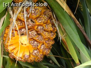 [P30] Western Australia – Perth, Grădina Botanică: Fruct de Pandanus (aborigenii îl mănâncă)  » foto by gigiiuti
 - 
<span class="allrVoted glyphicon glyphicon-heart hidden" id="av969302"></span>
<a class="m-l-10 hidden" id="sv969302" onclick="voting_Foto_DelVot(,969302,10590)" role="button">șterge vot <span class="glyphicon glyphicon-remove"></span></a>
<a id="v9969302" class=" c-red"  onclick="voting_Foto_SetVot(969302)" role="button"><span class="glyphicon glyphicon-heart-empty"></span> <b>LIKE</b> = Votează poza</a> <img class="hidden"  id="f969302W9" src="/imagini/loader.gif" border="0" /><span class="AjErrMes hidden" id="e969302ErM"></span>