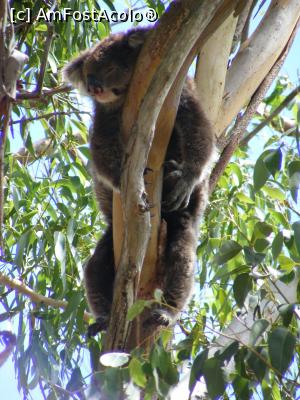 [P54] Western Australia: Parcul Național YANCHEP - koala » foto by gigiiuti
 - 
<span class="allrVoted glyphicon glyphicon-heart hidden" id="av969356"></span>
<a class="m-l-10 hidden" id="sv969356" onclick="voting_Foto_DelVot(,969356,10590)" role="button">șterge vot <span class="glyphicon glyphicon-remove"></span></a>
<a id="v9969356" class=" c-red"  onclick="voting_Foto_SetVot(969356)" role="button"><span class="glyphicon glyphicon-heart-empty"></span> <b>LIKE</b> = Votează poza</a> <img class="hidden"  id="f969356W9" src="/imagini/loader.gif" border="0" /><span class="AjErrMes hidden" id="e969356ErM"></span>