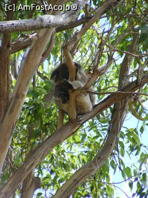 [P55] Western Australia - Parcul Național YANCHEP - alt 'pensionar' » foto by gigiiuti
 - 
<span class="allrVoted glyphicon glyphicon-heart hidden" id="av969357"></span>
<a class="m-l-10 hidden" id="sv969357" onclick="voting_Foto_DelVot(,969357,10590)" role="button">șterge vot <span class="glyphicon glyphicon-remove"></span></a>
<a id="v9969357" class=" c-red"  onclick="voting_Foto_SetVot(969357)" role="button"><span class="glyphicon glyphicon-heart-empty"></span> <b>LIKE</b> = Votează poza</a> <img class="hidden"  id="f969357W9" src="/imagini/loader.gif" border="0" /><span class="AjErrMes hidden" id="e969357ErM"></span>