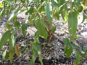 [P59] Western Australia - Parcul Național Yanchep: la baza unui pui de eucalipt - un Skink speriat – o șopârlă cu coada scurtă groasă (unde-i capul și unde–i coada?!)  » foto by gigiiuti
 - 
<span class="allrVoted glyphicon glyphicon-heart hidden" id="av969361"></span>
<a class="m-l-10 hidden" id="sv969361" onclick="voting_Foto_DelVot(,969361,10590)" role="button">șterge vot <span class="glyphicon glyphicon-remove"></span></a>
<a id="v9969361" class=" c-red"  onclick="voting_Foto_SetVot(969361)" role="button"><span class="glyphicon glyphicon-heart-empty"></span> <b>LIKE</b> = Votează poza</a> <img class="hidden"  id="f969361W9" src="/imagini/loader.gif" border="0" /><span class="AjErrMes hidden" id="e969361ErM"></span>