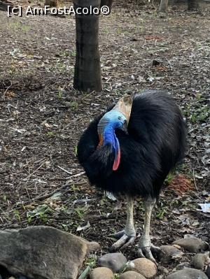 [P10] Featherdale Wildlife Park,păsări » foto by AZE
 - 
<span class="allrVoted glyphicon glyphicon-heart hidden" id="av1386513"></span>
<a class="m-l-10 hidden" id="sv1386513" onclick="voting_Foto_DelVot(,1386513,10590)" role="button">șterge vot <span class="glyphicon glyphicon-remove"></span></a>
<a id="v91386513" class=" c-red"  onclick="voting_Foto_SetVot(1386513)" role="button"><span class="glyphicon glyphicon-heart-empty"></span> <b>LIKE</b> = Votează poza</a> <img class="hidden"  id="f1386513W9" src="/imagini/loader.gif" border="0" /><span class="AjErrMes hidden" id="e1386513ErM"></span>