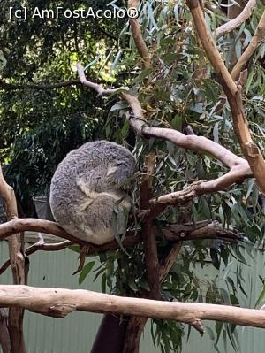 [P22] Featherdale Wildlife Park,koala » foto by AZE
 - 
<span class="allrVoted glyphicon glyphicon-heart hidden" id="av1386528"></span>
<a class="m-l-10 hidden" id="sv1386528" onclick="voting_Foto_DelVot(,1386528,10590)" role="button">șterge vot <span class="glyphicon glyphicon-remove"></span></a>
<a id="v91386528" class=" c-red"  onclick="voting_Foto_SetVot(1386528)" role="button"><span class="glyphicon glyphicon-heart-empty"></span> <b>LIKE</b> = Votează poza</a> <img class="hidden"  id="f1386528W9" src="/imagini/loader.gif" border="0" /><span class="AjErrMes hidden" id="e1386528ErM"></span>