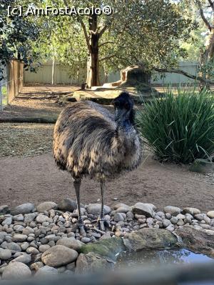 [P27] Featherdale Wildlife Park,emu » foto by AZE
 - 
<span class="allrVoted glyphicon glyphicon-heart hidden" id="av1386533"></span>
<a class="m-l-10 hidden" id="sv1386533" onclick="voting_Foto_DelVot(,1386533,10590)" role="button">șterge vot <span class="glyphicon glyphicon-remove"></span></a>
<a id="v91386533" class=" c-red"  onclick="voting_Foto_SetVot(1386533)" role="button"><span class="glyphicon glyphicon-heart-empty"></span> <b>LIKE</b> = Votează poza</a> <img class="hidden"  id="f1386533W9" src="/imagini/loader.gif" border="0" /><span class="AjErrMes hidden" id="e1386533ErM"></span>