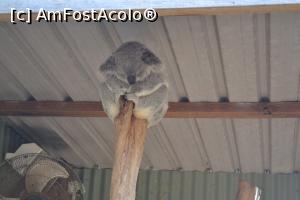 [P04] Featherdale Wildlife Park,un koala somnoros » foto by AZE
 - 
<span class="allrVoted glyphicon glyphicon-heart hidden" id="av1386483"></span>
<a class="m-l-10 hidden" id="sv1386483" onclick="voting_Foto_DelVot(,1386483,10590)" role="button">șterge vot <span class="glyphicon glyphicon-remove"></span></a>
<a id="v91386483" class=" c-red"  onclick="voting_Foto_SetVot(1386483)" role="button"><span class="glyphicon glyphicon-heart-empty"></span> <b>LIKE</b> = Votează poza</a> <img class="hidden"  id="f1386483W9" src="/imagini/loader.gif" border="0" /><span class="AjErrMes hidden" id="e1386483ErM"></span>