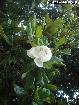 [P12] Camelie in parcul Angiolina.  » foto by liviu49
 - 
<span class="allrVoted glyphicon glyphicon-heart hidden" id="av639939"></span>
<a class="m-l-10 hidden" id="sv639939" onclick="voting_Foto_DelVot(,639939,10670)" role="button">șterge vot <span class="glyphicon glyphicon-remove"></span></a>
<a id="v9639939" class=" c-red"  onclick="voting_Foto_SetVot(639939)" role="button"><span class="glyphicon glyphicon-heart-empty"></span> <b>LIKE</b> = Votează poza</a> <img class="hidden"  id="f639939W9" src="/imagini/loader.gif" border="0" /><span class="AjErrMes hidden" id="e639939ErM"></span>
