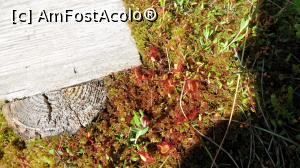 [P14] Planta carnivoră Roua Cerului (Drosera rotundifolia). Perișorii din jurul frunzulițelor rotunde secretă bobițe de lichid lipicios care atrage insectele foarte mici. Acestea rămân lipite de bobițe, iar perișorii marginali se închid capturând definitiv gâza.  » foto by Lucien
 - 
<span class="allrVoted glyphicon glyphicon-heart hidden" id="av803179"></span>
<a class="m-l-10 hidden" id="sv803179" onclick="voting_Foto_DelVot(,803179,10680)" role="button">șterge vot <span class="glyphicon glyphicon-remove"></span></a>
<a id="v9803179" class=" c-red"  onclick="voting_Foto_SetVot(803179)" role="button"><span class="glyphicon glyphicon-heart-empty"></span> <b>LIKE</b> = Votează poza</a> <img class="hidden"  id="f803179W9" src="/imagini/loader.gif" border="0" /><span class="AjErrMes hidden" id="e803179ErM"></span>