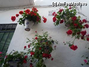 [P23] Cordoba, peretele unei case plin de flori » foto by cryss27
 - 
<span class="allrVoted glyphicon glyphicon-heart hidden" id="av385930"></span>
<a class="m-l-10 hidden" id="sv385930" onclick="voting_Foto_DelVot(,385930,10692)" role="button">șterge vot <span class="glyphicon glyphicon-remove"></span></a>
<a id="v9385930" class=" c-red"  onclick="voting_Foto_SetVot(385930)" role="button"><span class="glyphicon glyphicon-heart-empty"></span> <b>LIKE</b> = Votează poza</a> <img class="hidden"  id="f385930W9" src="/imagini/loader.gif" border="0" /><span class="AjErrMes hidden" id="e385930ErM"></span>