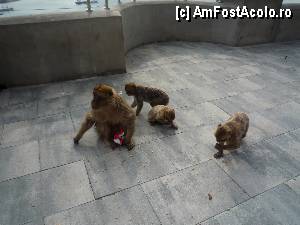 [P35] Gibraltar, maimutele dupa ce au 'furat' punga cu mancare » foto by cryss27
 - 
<span class="allrVoted glyphicon glyphicon-heart hidden" id="av385942"></span>
<a class="m-l-10 hidden" id="sv385942" onclick="voting_Foto_DelVot(,385942,10692)" role="button">șterge vot <span class="glyphicon glyphicon-remove"></span></a>
<a id="v9385942" class=" c-red"  onclick="voting_Foto_SetVot(385942)" role="button"><span class="glyphicon glyphicon-heart-empty"></span> <b>LIKE</b> = Votează poza</a> <img class="hidden"  id="f385942W9" src="/imagini/loader.gif" border="0" /><span class="AjErrMes hidden" id="e385942ErM"></span>