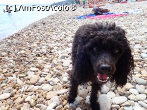 [P16] Barbati beach - câine de mare! » foto by Dragoș_MD
 - 
<span class="allrVoted glyphicon glyphicon-heart hidden" id="av1502373"></span>
<a class="m-l-10 hidden" id="sv1502373" onclick="voting_Foto_DelVot(,1502373,10695)" role="button">șterge vot <span class="glyphicon glyphicon-remove"></span></a>
<a id="v91502373" class=" c-red"  onclick="voting_Foto_SetVot(1502373)" role="button"><span class="glyphicon glyphicon-heart-empty"></span> <b>LIKE</b> = Votează poza</a> <img class="hidden"  id="f1502373W9" src="/imagini/loader.gif" border="0" /><span class="AjErrMes hidden" id="e1502373ErM"></span>