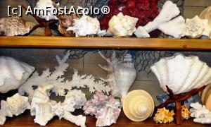 [P32] Scoici, melci, corali » foto by Lucien
 - 
<span class="allrVoted glyphicon glyphicon-heart hidden" id="av786990"></span>
<a class="m-l-10 hidden" id="sv786990" onclick="voting_Foto_DelVot(,786990,10697)" role="button">șterge vot <span class="glyphicon glyphicon-remove"></span></a>
<a id="v9786990" class=" c-red"  onclick="voting_Foto_SetVot(786990)" role="button"><span class="glyphicon glyphicon-heart-empty"></span> <b>LIKE</b> = Votează poza</a> <img class="hidden"  id="f786990W9" src="/imagini/loader.gif" border="0" /><span class="AjErrMes hidden" id="e786990ErM"></span>