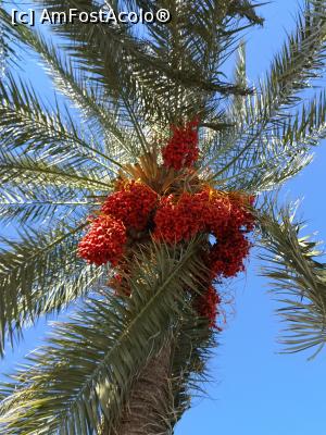 [P08] Curmali pe promenada de la Rixos » foto by crismis
 - 
<span class="allrVoted glyphicon glyphicon-heart hidden" id="av1045683"></span>
<a class="m-l-10 hidden" id="sv1045683" onclick="voting_Foto_DelVot(,1045683,10840)" role="button">șterge vot <span class="glyphicon glyphicon-remove"></span></a>
<a id="v91045683" class=" c-red"  onclick="voting_Foto_SetVot(1045683)" role="button"><span class="glyphicon glyphicon-heart-empty"></span> <b>LIKE</b> = Votează poza</a> <img class="hidden"  id="f1045683W9" src="/imagini/loader.gif" border="0" /><span class="AjErrMes hidden" id="e1045683ErM"></span>