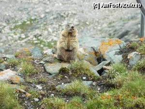 [P38] Marmotele... erau peste tot pe acel munte » foto by atti_sz
 - 
<span class="allrVoted glyphicon glyphicon-heart hidden" id="av344012"></span>
<a class="m-l-10 hidden" id="sv344012" onclick="voting_Foto_DelVot(,344012,10868)" role="button">șterge vot <span class="glyphicon glyphicon-remove"></span></a>
<a id="v9344012" class=" c-red"  onclick="voting_Foto_SetVot(344012)" role="button"><span class="glyphicon glyphicon-heart-empty"></span> <b>LIKE</b> = Votează poza</a> <img class="hidden"  id="f344012W9" src="/imagini/loader.gif" border="0" /><span class="AjErrMes hidden" id="e344012ErM"></span>