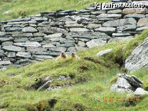 [P44] Alte marmote... iesite la 'agatat' turisti :)))  » foto by atti_sz
 - 
<span class="allrVoted glyphicon glyphicon-heart hidden" id="av344018"></span>
<a class="m-l-10 hidden" id="sv344018" onclick="voting_Foto_DelVot(,344018,10868)" role="button">șterge vot <span class="glyphicon glyphicon-remove"></span></a>
<a id="v9344018" class=" c-red"  onclick="voting_Foto_SetVot(344018)" role="button"><span class="glyphicon glyphicon-heart-empty"></span> <b>LIKE</b> = Votează poza</a> <img class="hidden"  id="f344018W9" src="/imagini/loader.gif" border="0" /><span class="AjErrMes hidden" id="e344018ErM"></span>