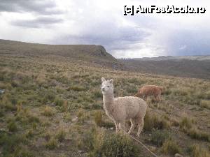 [P01] 'Lacul Titicaca [...]' / la prima oprire in drum spre Puno, oprire pe care o asteptam cu nerabdare, credeam ca nu mai ajung, bausem ceai de coca in dimineata aceea. 2alaca ne urmareau cu privirea, vroia sa vedem ce facem » foto by grecudoina
 - 
<span class="allrVoted glyphicon glyphicon-heart hidden" id="av399534"></span>
<a class="m-l-10 hidden" id="sv399534" onclick="voting_Foto_DelVot(,399534,11005)" role="button">șterge vot <span class="glyphicon glyphicon-remove"></span></a>
<a id="v9399534" class=" c-red"  onclick="voting_Foto_SetVot(399534)" role="button"><span class="glyphicon glyphicon-heart-empty"></span> <b>LIKE</b> = Votează poza</a> <img class="hidden"  id="f399534W9" src="/imagini/loader.gif" border="0" /><span class="AjErrMes hidden" id="e399534ErM"></span>