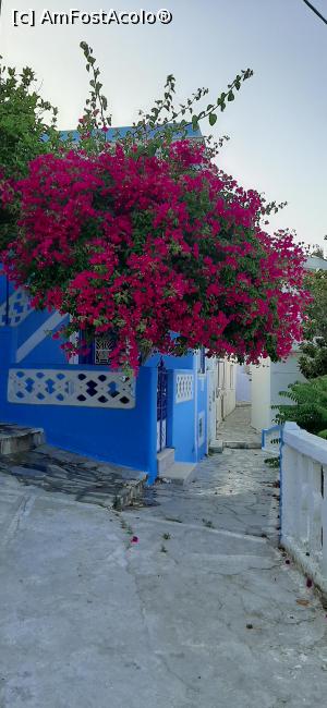 P11 [JUN-2021] Bougainvillea din Menetes