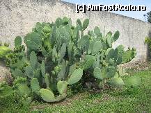 [P04] Istres - Cactus inalt de 1,5 m., cu fructe comestibile, dulci, dar cu un puf fin, extrem de intepator. » foto by vadra
 - 
<span class="allrVoted glyphicon glyphicon-heart hidden" id="av298702"></span>
<a class="m-l-10 hidden" id="sv298702" onclick="voting_Foto_DelVot(,298702,11117)" role="button">șterge vot <span class="glyphicon glyphicon-remove"></span></a>
<a id="v9298702" class=" c-red"  onclick="voting_Foto_SetVot(298702)" role="button"><span class="glyphicon glyphicon-heart-empty"></span> <b>LIKE</b> = Votează poza</a> <img class="hidden"  id="f298702W9" src="/imagini/loader.gif" border="0" /><span class="AjErrMes hidden" id="e298702ErM"></span>