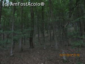 [P10] la un pas in interiorul padurii » foto by adri-nico
 - 
<span class="allrVoted glyphicon glyphicon-heart hidden" id="av764193"></span>
<a class="m-l-10 hidden" id="sv764193" onclick="voting_Foto_DelVot(,764193,11147)" role="button">șterge vot <span class="glyphicon glyphicon-remove"></span></a>
<a id="v9764193" class=" c-red"  onclick="voting_Foto_SetVot(764193)" role="button"><span class="glyphicon glyphicon-heart-empty"></span> <b>LIKE</b> = Votează poza</a> <img class="hidden"  id="f764193W9" src="/imagini/loader.gif" border="0" /><span class="AjErrMes hidden" id="e764193ErM"></span>
