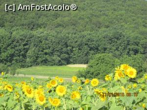 [P12] pe partea cealalta, admiram florile in toata splendoarea » foto by adri-nico
 - 
<span class="allrVoted glyphicon glyphicon-heart hidden" id="av764195"></span>
<a class="m-l-10 hidden" id="sv764195" onclick="voting_Foto_DelVot(,764195,11147)" role="button">șterge vot <span class="glyphicon glyphicon-remove"></span></a>
<a id="v9764195" class=" c-red"  onclick="voting_Foto_SetVot(764195)" role="button"><span class="glyphicon glyphicon-heart-empty"></span> <b>LIKE</b> = Votează poza</a> <img class="hidden"  id="f764195W9" src="/imagini/loader.gif" border="0" /><span class="AjErrMes hidden" id="e764195ErM"></span>