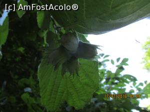 [P15] alune de padure » foto by adri-nico
 - 
<span class="allrVoted glyphicon glyphicon-heart hidden" id="av764198"></span>
<a class="m-l-10 hidden" id="sv764198" onclick="voting_Foto_DelVot(,764198,11147)" role="button">șterge vot <span class="glyphicon glyphicon-remove"></span></a>
<a id="v9764198" class=" c-red"  onclick="voting_Foto_SetVot(764198)" role="button"><span class="glyphicon glyphicon-heart-empty"></span> <b>LIKE</b> = Votează poza</a> <img class="hidden"  id="f764198W9" src="/imagini/loader.gif" border="0" /><span class="AjErrMes hidden" id="e764198ErM"></span>