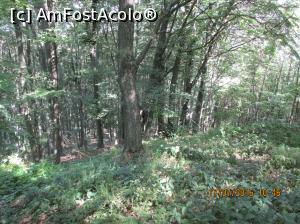 [P22] desisul padurii » foto by adri-nico
 - 
<span class="allrVoted glyphicon glyphicon-heart hidden" id="av764208"></span>
<a class="m-l-10 hidden" id="sv764208" onclick="voting_Foto_DelVot(,764208,11147)" role="button">șterge vot <span class="glyphicon glyphicon-remove"></span></a>
<a id="v9764208" class=" c-red"  onclick="voting_Foto_SetVot(764208)" role="button"><span class="glyphicon glyphicon-heart-empty"></span> <b>LIKE</b> = Votează poza</a> <img class="hidden"  id="f764208W9" src="/imagini/loader.gif" border="0" /><span class="AjErrMes hidden" id="e764208ErM"></span>