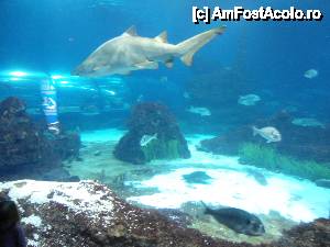 [P09] rechin la aquarium in barcelona » foto by Alb
 - 
<span class="allrVoted glyphicon glyphicon-heart hidden" id="av461048"></span>
<a class="m-l-10 hidden" id="sv461048" onclick="voting_Foto_DelVot(,461048,11160)" role="button">șterge vot <span class="glyphicon glyphicon-remove"></span></a>
<a id="v9461048" class=" c-red"  onclick="voting_Foto_SetVot(461048)" role="button"><span class="glyphicon glyphicon-heart-empty"></span> <b>LIKE</b> = Votează poza</a> <img class="hidden"  id="f461048W9" src="/imagini/loader.gif" border="0" /><span class="AjErrMes hidden" id="e461048ErM"></span>