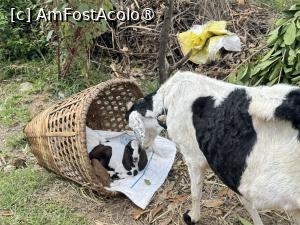 [P32]  -- <small>// FĂRĂ DESCRIERE</small> » foto by Mika
 - 
<span class="allrVoted glyphicon glyphicon-heart hidden" id="av1504144"></span>
<a class="m-l-10 hidden" id="sv1504144" onclick="voting_Foto_DelVot(,1504144,11367)" role="button">șterge vot <span class="glyphicon glyphicon-remove"></span></a>
<a id="v91504144" class=" c-red"  onclick="voting_Foto_SetVot(1504144)" role="button"><span class="glyphicon glyphicon-heart-empty"></span> <b>LIKE</b> = Votează poza</a> <img class="hidden"  id="f1504144W9" src="/imagini/loader.gif" border="0" /><span class="AjErrMes hidden" id="e1504144ErM"></span>