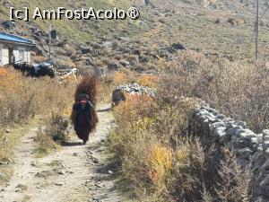 [P60] Langtang Trek » foto by Mika
 - 
<span class="allrVoted glyphicon glyphicon-heart hidden" id="av1504172"></span>
<a class="m-l-10 hidden" id="sv1504172" onclick="voting_Foto_DelVot(,1504172,11367)" role="button">șterge vot <span class="glyphicon glyphicon-remove"></span></a>
<a id="v91504172" class=" c-red"  onclick="voting_Foto_SetVot(1504172)" role="button"><span class="glyphicon glyphicon-heart-empty"></span> <b>LIKE</b> = Votează poza</a> <img class="hidden"  id="f1504172W9" src="/imagini/loader.gif" border="0" /><span class="AjErrMes hidden" id="e1504172ErM"></span>