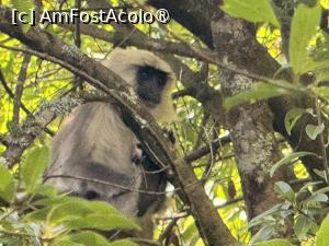 [P30] Un lemur curios » foto by Mika
 - 
<span class="allrVoted glyphicon glyphicon-heart hidden" id="av1506014"></span>
<a class="m-l-10 hidden" id="sv1506014" onclick="voting_Foto_DelVot(,1506014,11367)" role="button">șterge vot <span class="glyphicon glyphicon-remove"></span></a>
<a id="v91506014" class=" c-red"  onclick="voting_Foto_SetVot(1506014)" role="button"><span class="glyphicon glyphicon-heart-empty"></span> <b>LIKE</b> = Votează poza</a> <img class="hidden"  id="f1506014W9" src="/imagini/loader.gif" border="0" /><span class="AjErrMes hidden" id="e1506014ErM"></span>