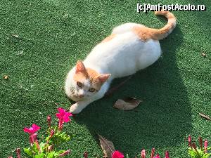 [P12] una dintre mate » foto by Dan&Ema
 - 
<span class="allrVoted glyphicon glyphicon-heart hidden" id="av673687"></span>
<a class="m-l-10 hidden" id="sv673687" onclick="voting_Foto_DelVot(,673687,11446)" role="button">șterge vot <span class="glyphicon glyphicon-remove"></span></a>
<a id="v9673687" class=" c-red"  onclick="voting_Foto_SetVot(673687)" role="button"><span class="glyphicon glyphicon-heart-empty"></span> <b>LIKE</b> = Votează poza</a> <img class="hidden"  id="f673687W9" src="/imagini/loader.gif" border="0" /><span class="AjErrMes hidden" id="e673687ErM"></span>