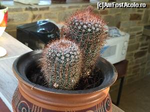 [P13] cactusi » foto by Dan&Ema
 - 
<span class="allrVoted glyphicon glyphicon-heart hidden" id="av673688"></span>
<a class="m-l-10 hidden" id="sv673688" onclick="voting_Foto_DelVot(,673688,11446)" role="button">șterge vot <span class="glyphicon glyphicon-remove"></span></a>
<a id="v9673688" class=" c-red"  onclick="voting_Foto_SetVot(673688)" role="button"><span class="glyphicon glyphicon-heart-empty"></span> <b>LIKE</b> = Votează poza</a> <img class="hidden"  id="f673688W9" src="/imagini/loader.gif" border="0" /><span class="AjErrMes hidden" id="e673688ErM"></span>