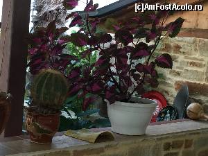 [P14]  -- <small>// FĂRĂ DESCRIERE</small> » foto by Dan&Ema
 - 
<span class="allrVoted glyphicon glyphicon-heart hidden" id="av673689"></span>
<a class="m-l-10 hidden" id="sv673689" onclick="voting_Foto_DelVot(,673689,11446)" role="button">șterge vot <span class="glyphicon glyphicon-remove"></span></a>
<a id="v9673689" class=" c-red"  onclick="voting_Foto_SetVot(673689)" role="button"><span class="glyphicon glyphicon-heart-empty"></span> <b>LIKE</b> = Votează poza</a> <img class="hidden"  id="f673689W9" src="/imagini/loader.gif" border="0" /><span class="AjErrMes hidden" id="e673689ErM"></span>