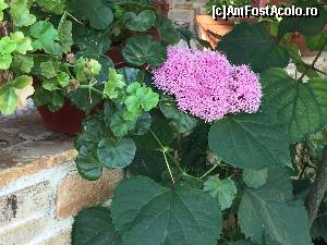 [P25] flori » foto by Dan&Ema
 - 
<span class="allrVoted glyphicon glyphicon-heart hidden" id="av673700"></span>
<a class="m-l-10 hidden" id="sv673700" onclick="voting_Foto_DelVot(,673700,11446)" role="button">șterge vot <span class="glyphicon glyphicon-remove"></span></a>
<a id="v9673700" class=" c-red"  onclick="voting_Foto_SetVot(673700)" role="button"><span class="glyphicon glyphicon-heart-empty"></span> <b>LIKE</b> = Votează poza</a> <img class="hidden"  id="f673700W9" src="/imagini/loader.gif" border="0" /><span class="AjErrMes hidden" id="e673700ErM"></span>