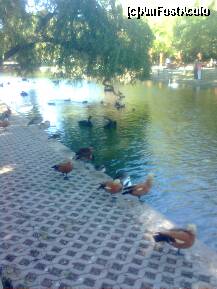 [P12] In habitatul faunei parcului ,o adevarata atractie a parcului . » foto by Marian Preda
 - 
<span class="allrVoted glyphicon glyphicon-heart hidden" id="av250787"></span>
<a class="m-l-10 hidden" id="sv250787" onclick="voting_Foto_DelVot(,250787,11447)" role="button">șterge vot <span class="glyphicon glyphicon-remove"></span></a>
<a id="v9250787" class=" c-red"  onclick="voting_Foto_SetVot(250787)" role="button"><span class="glyphicon glyphicon-heart-empty"></span> <b>LIKE</b> = Votează poza</a> <img class="hidden"  id="f250787W9" src="/imagini/loader.gif" border="0" /><span class="AjErrMes hidden" id="e250787ErM"></span>