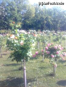 [P05] Parcul I.O.R. ,sau ...mai nou Al.I.Cuza -imagine cu Gradina Trandafirilor pitici . » foto by Marian Preda
 - 
<span class="allrVoted glyphicon glyphicon-heart hidden" id="av250757"></span>
<a class="m-l-10 hidden" id="sv250757" onclick="voting_Foto_DelVot(,250757,11447)" role="button">șterge vot <span class="glyphicon glyphicon-remove"></span></a>
<a id="v9250757" class=" c-red"  onclick="voting_Foto_SetVot(250757)" role="button"><span class="glyphicon glyphicon-heart-empty"></span> <b>LIKE</b> = Votează poza</a> <img class="hidden"  id="f250757W9" src="/imagini/loader.gif" border="0" /><span class="AjErrMes hidden" id="e250757ErM"></span>
